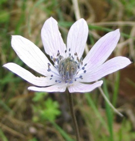 anemone pavonina